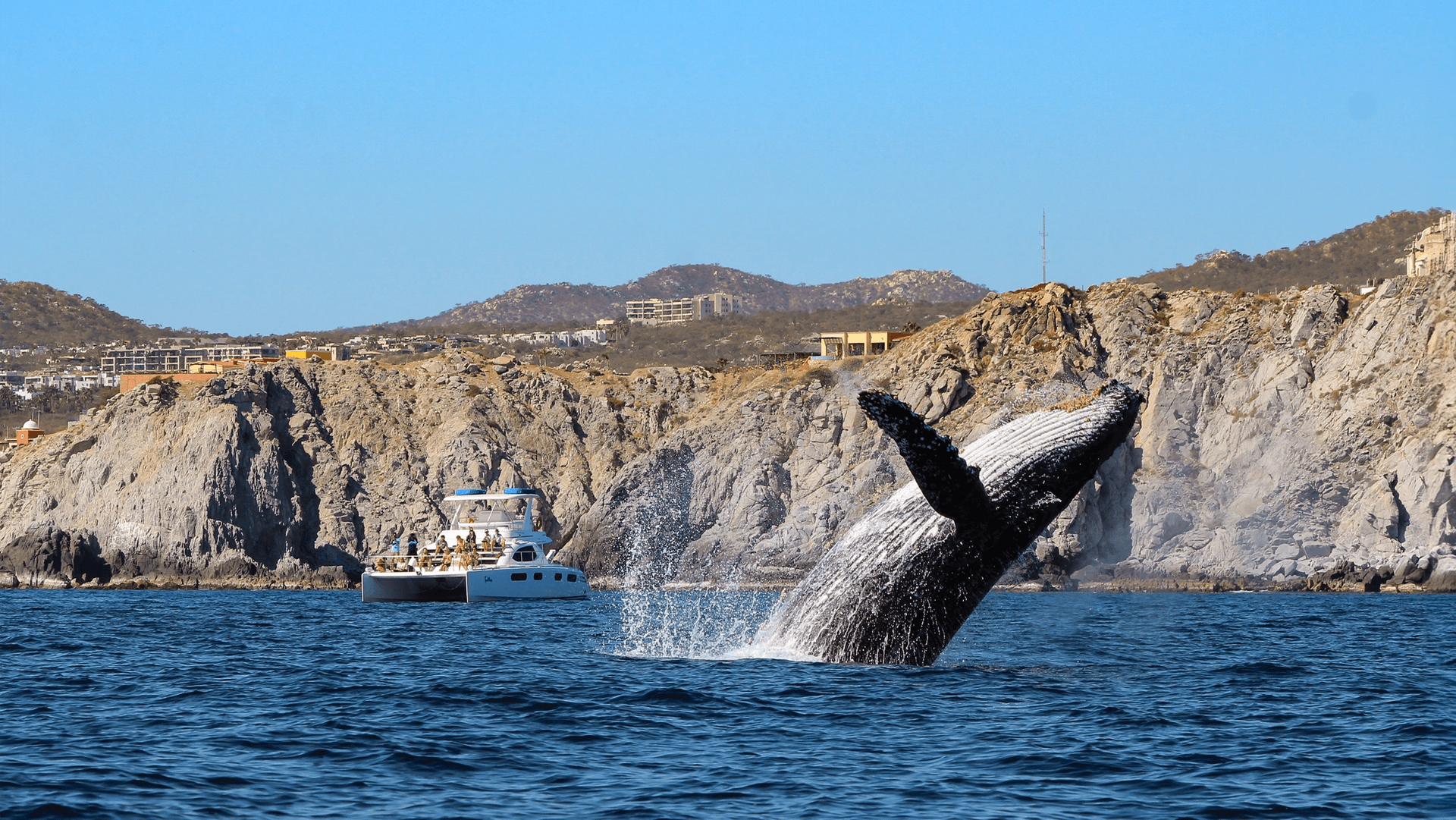 Luxury Whale Watching In Cabo