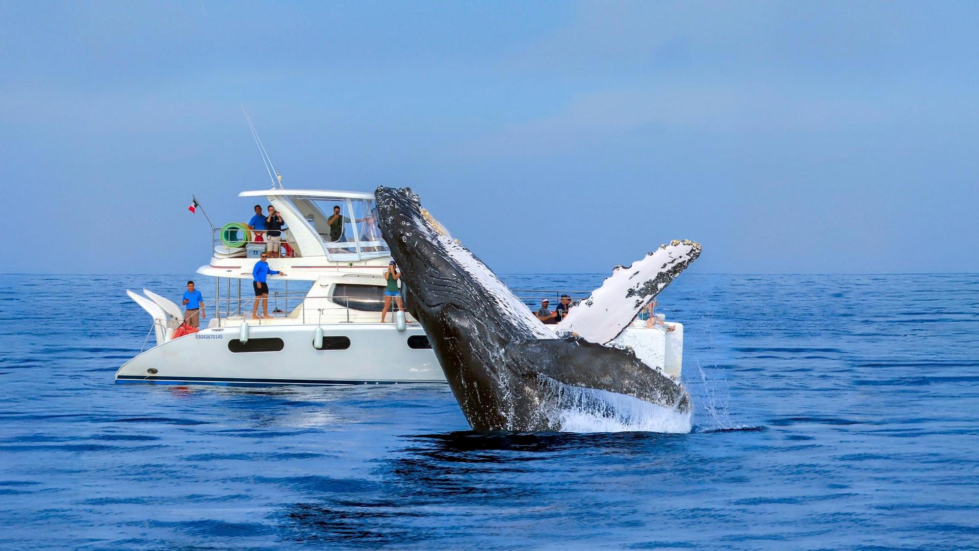 Avistamiento de Ballenas Privado