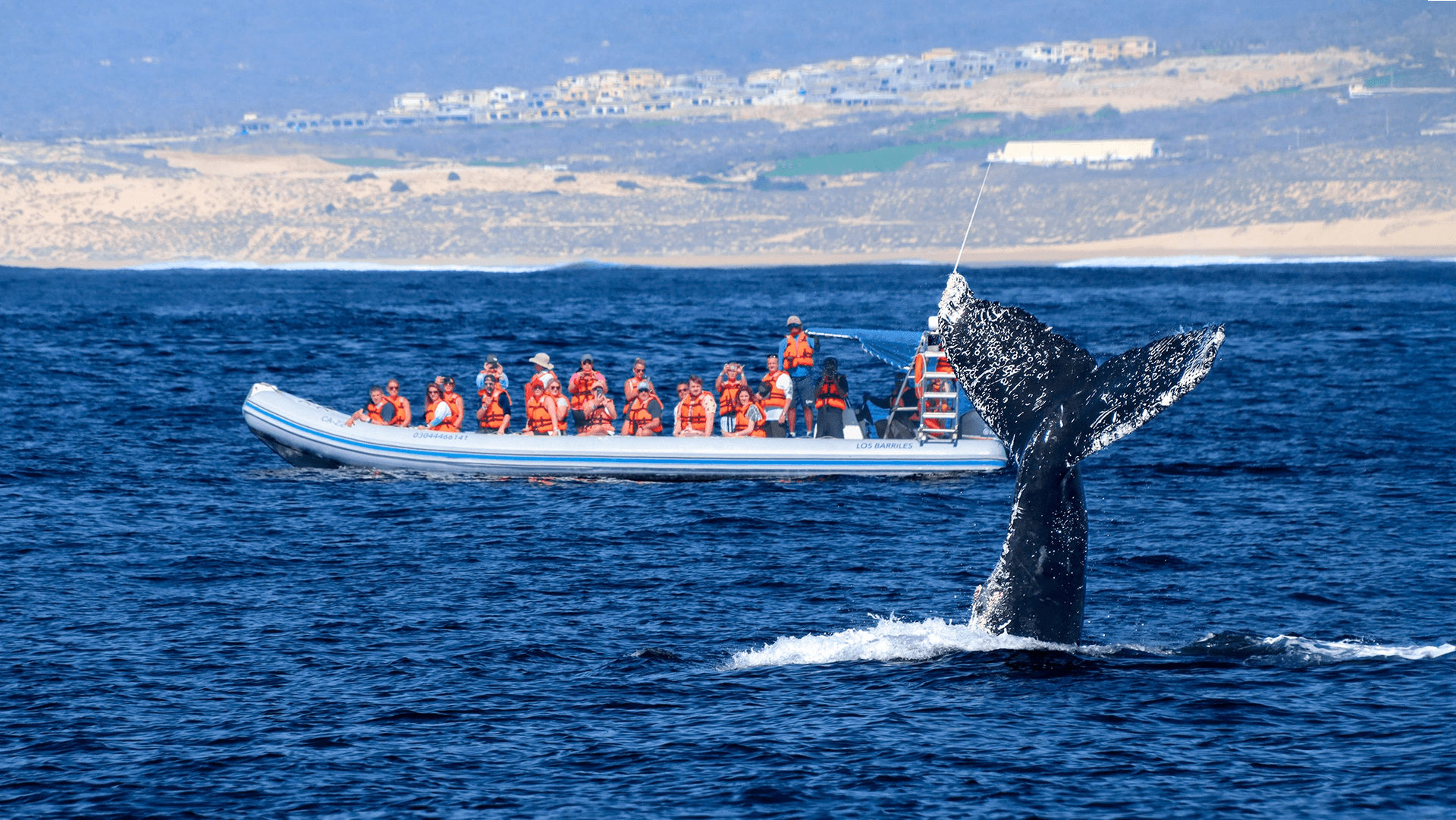 Avistamiento Privado de Ballenas en Los Cabos