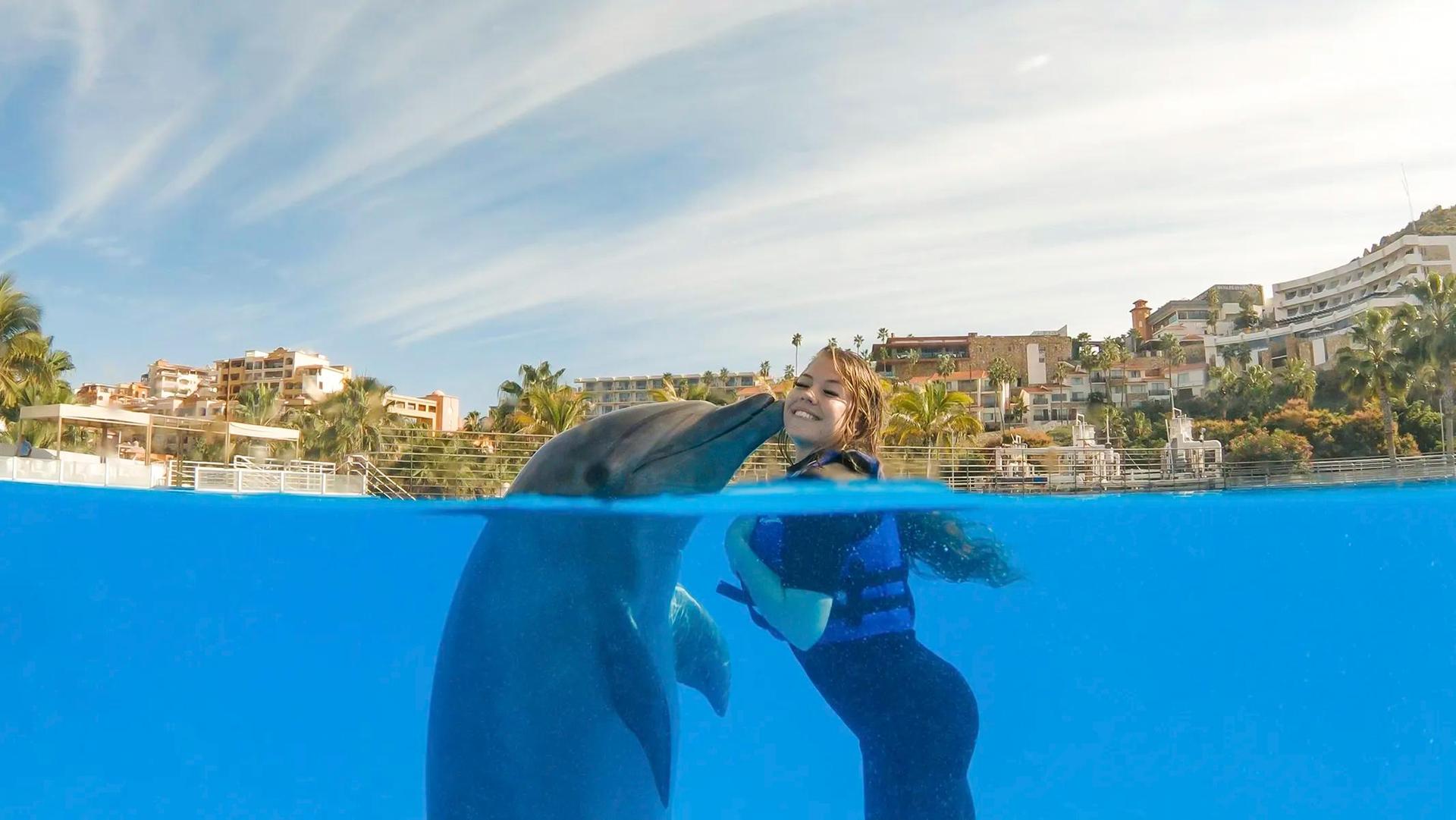 Private Dolphin Swim Experience