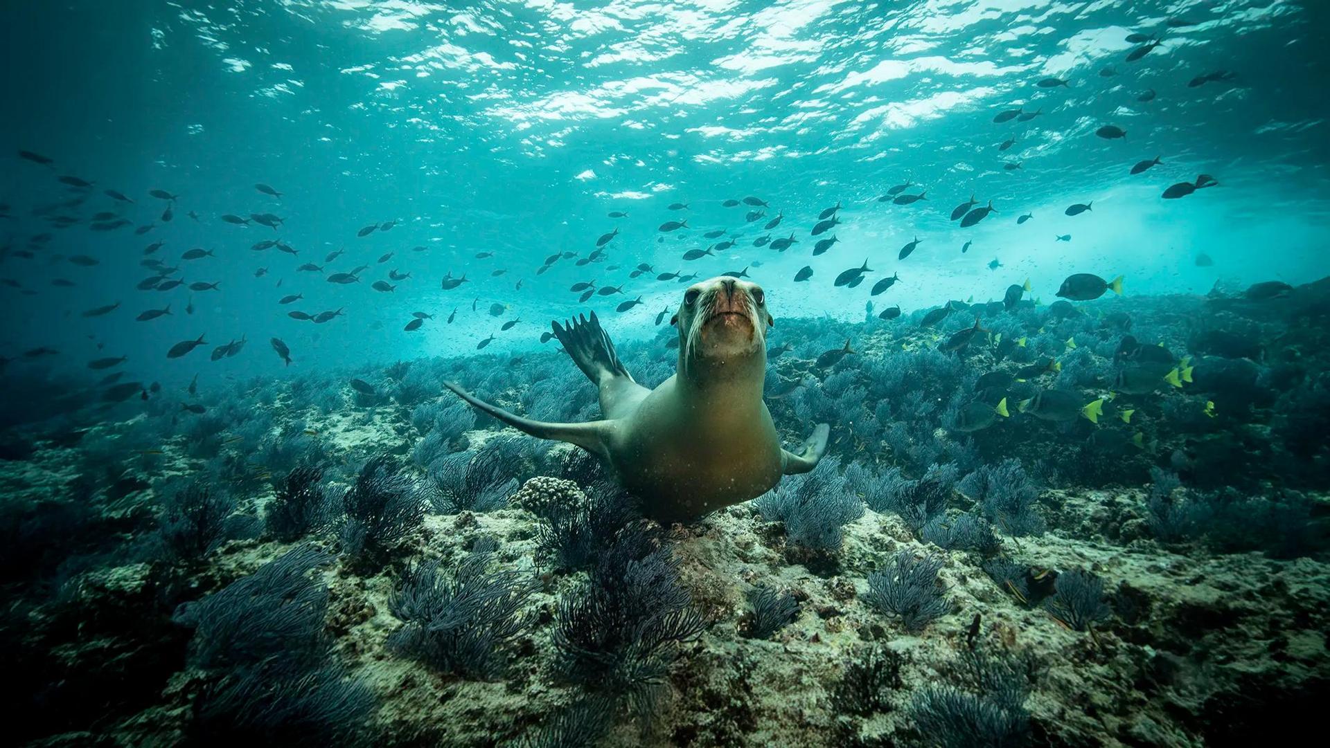 Sea of Cortez Snorkeling Adventure