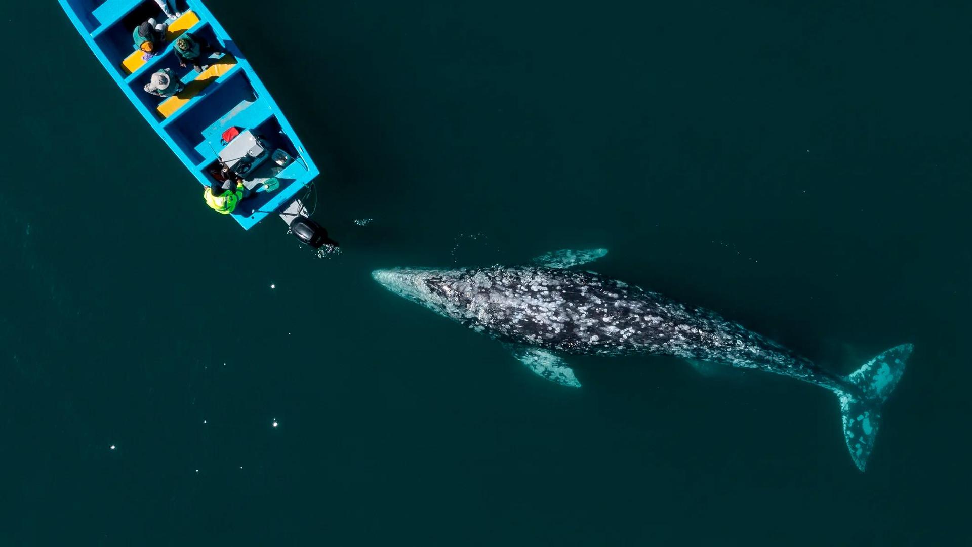 Avistamiento de Ballenas Grises en Bahía Magdalena