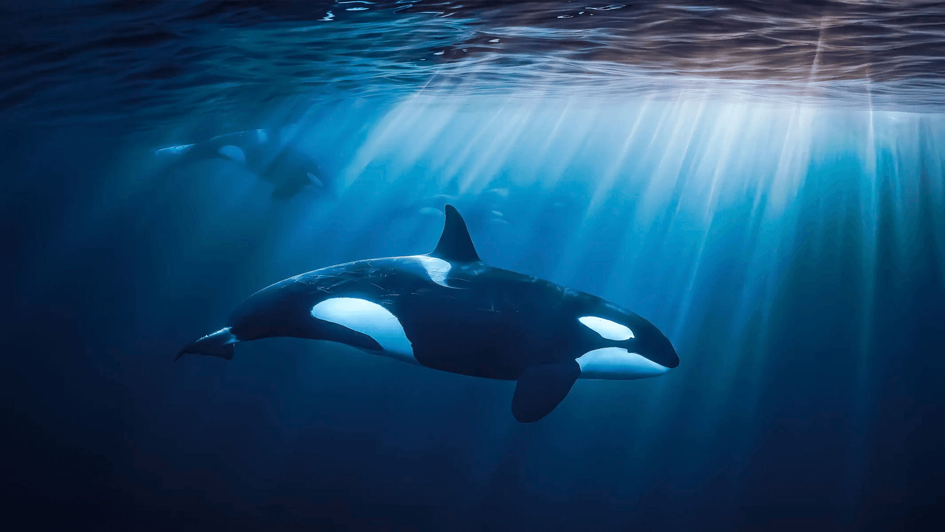 Orca Encounters, Whales & Baja’s Ocean Giants