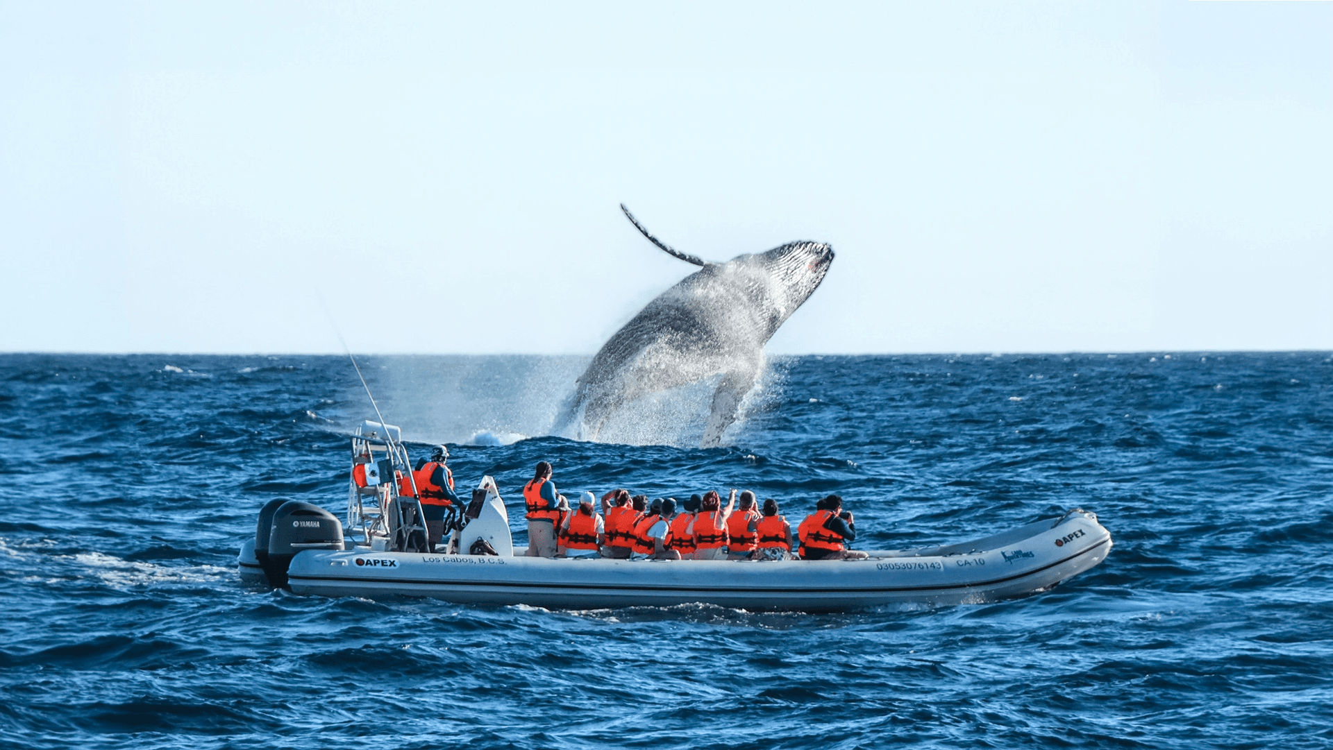 Avistamiento de Ballenas en Los Cabos