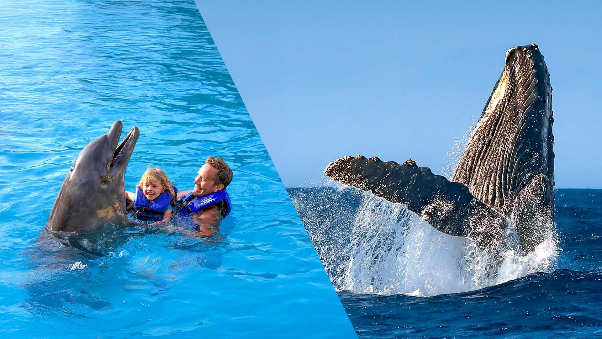 Nado Signature con delfines + Avistamiento de Ballenas en Los Cabos